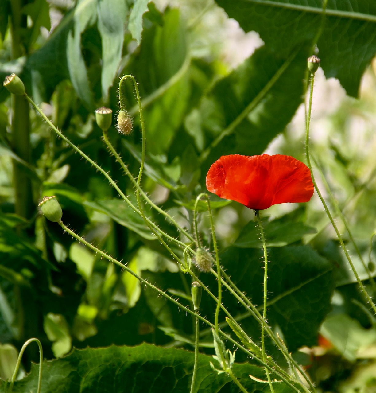 poppy blossom bloom free photo