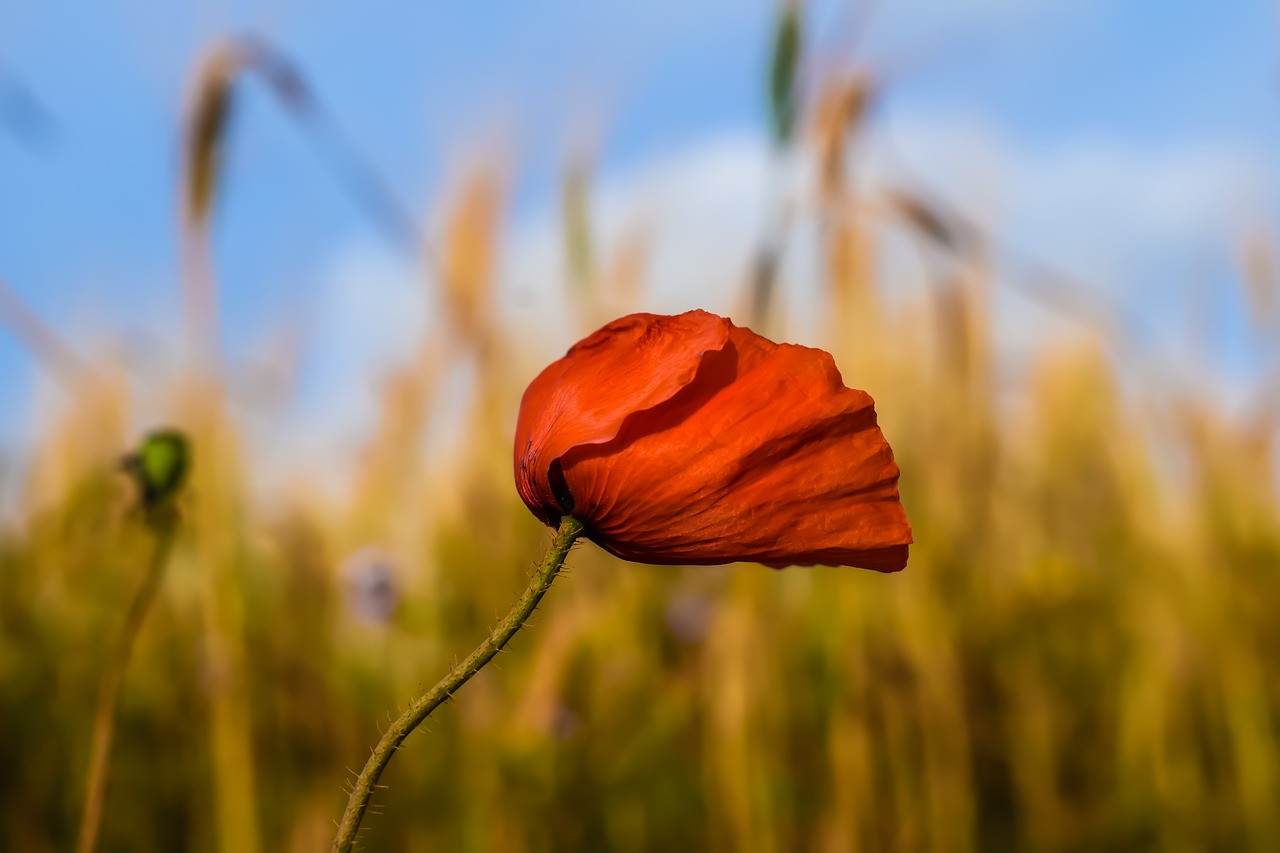 poppy wildflower nature free photo