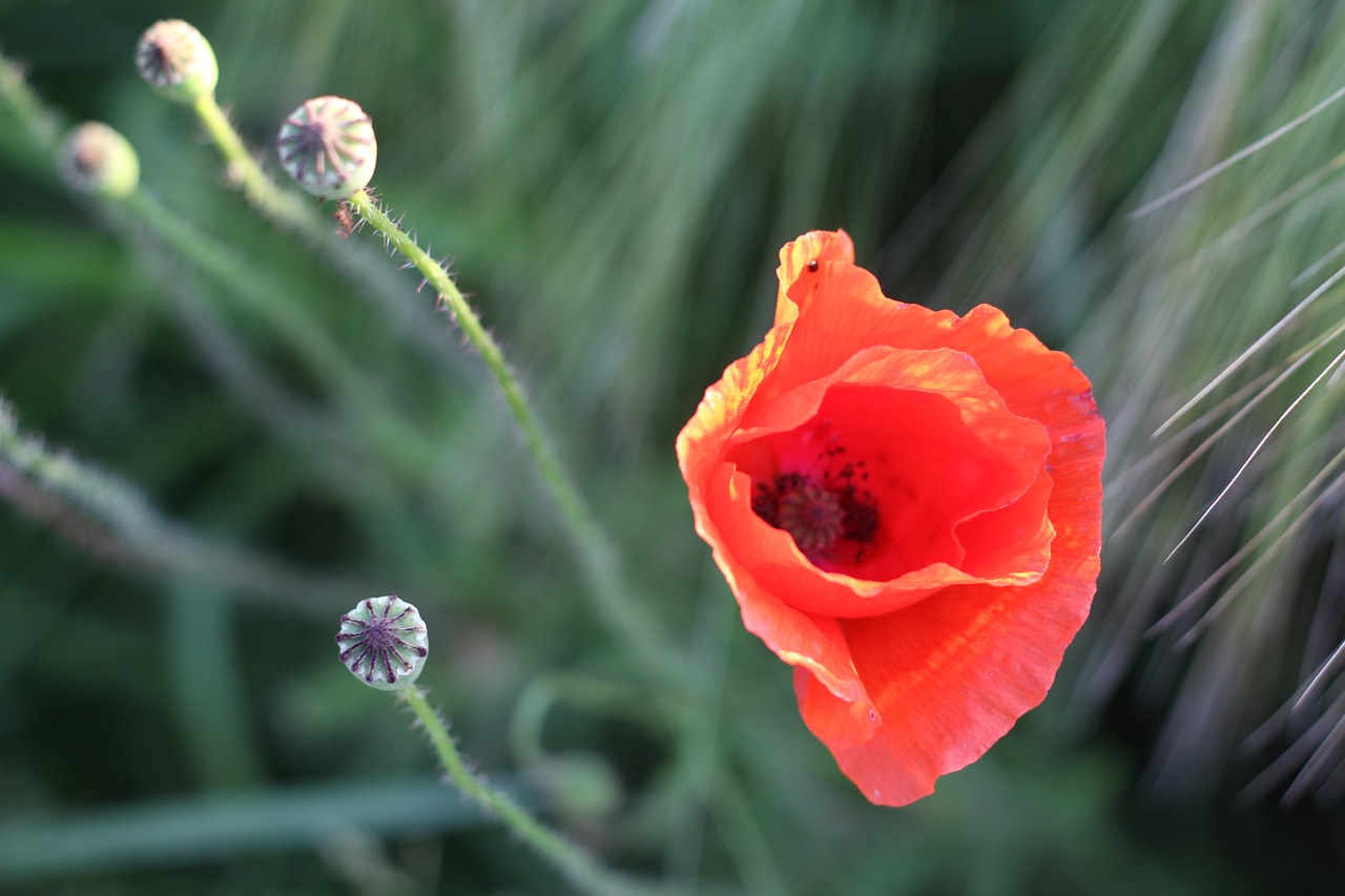 poppy cornfield blossom free photo