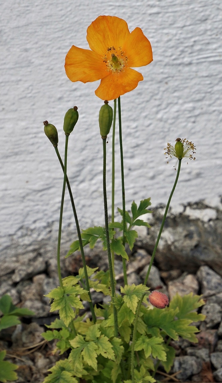 poppy orange nature free photo