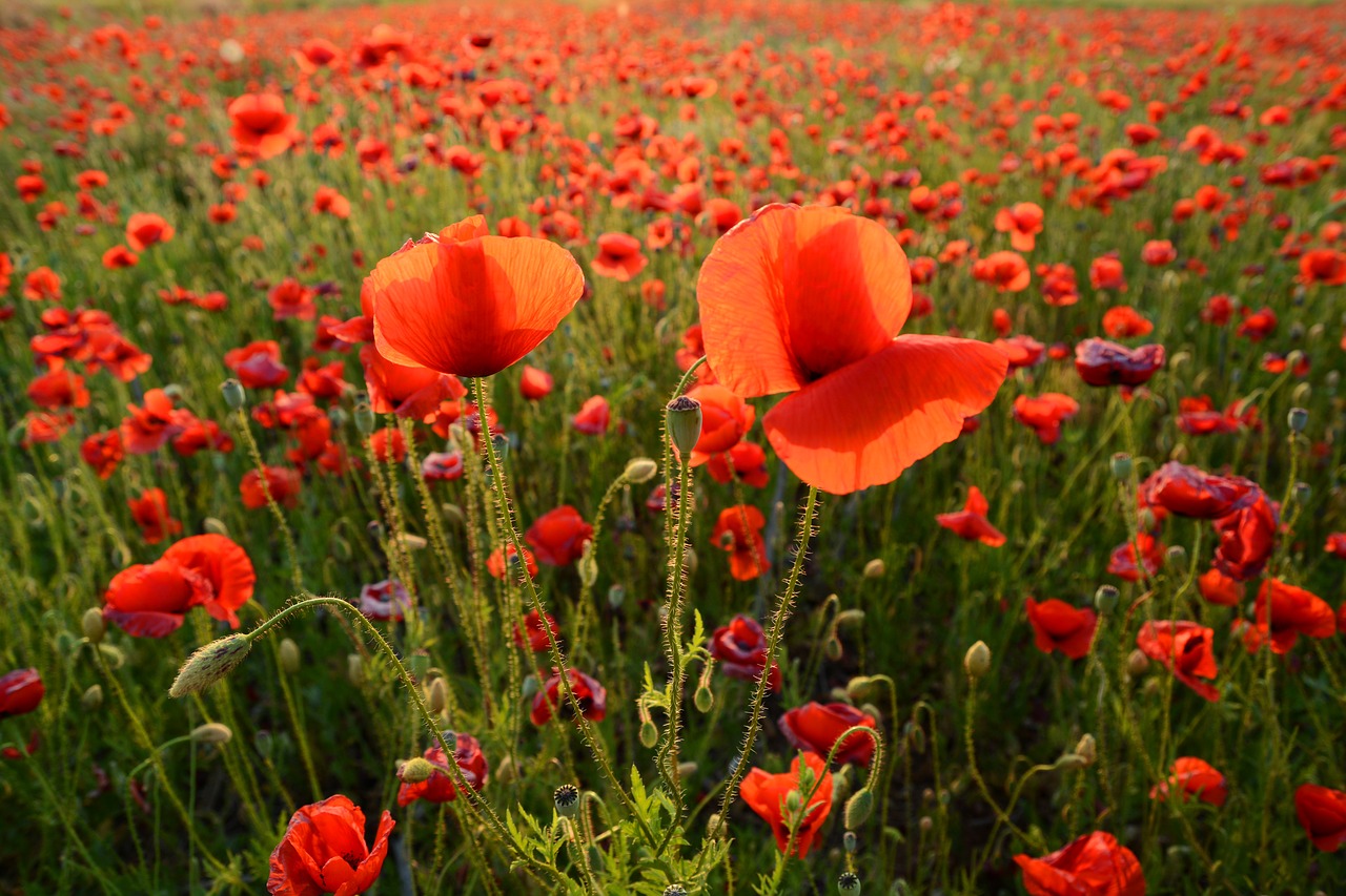 poppy meadow flower free photo