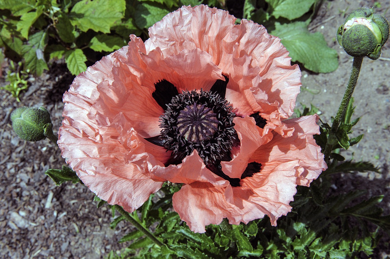 poppy flower plant free photo