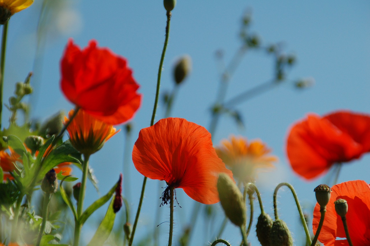 poppy nature plant free photo