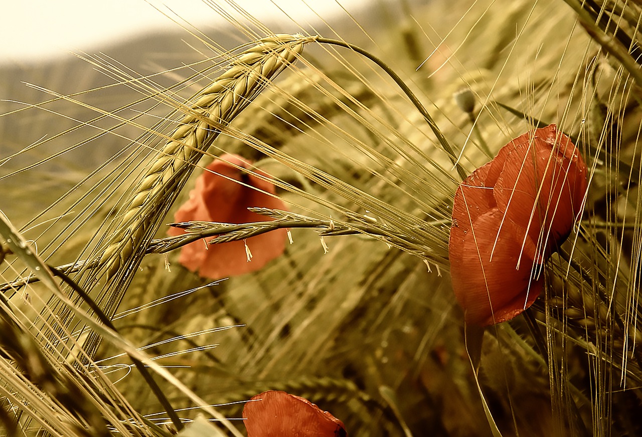 poppy flowers red free photo