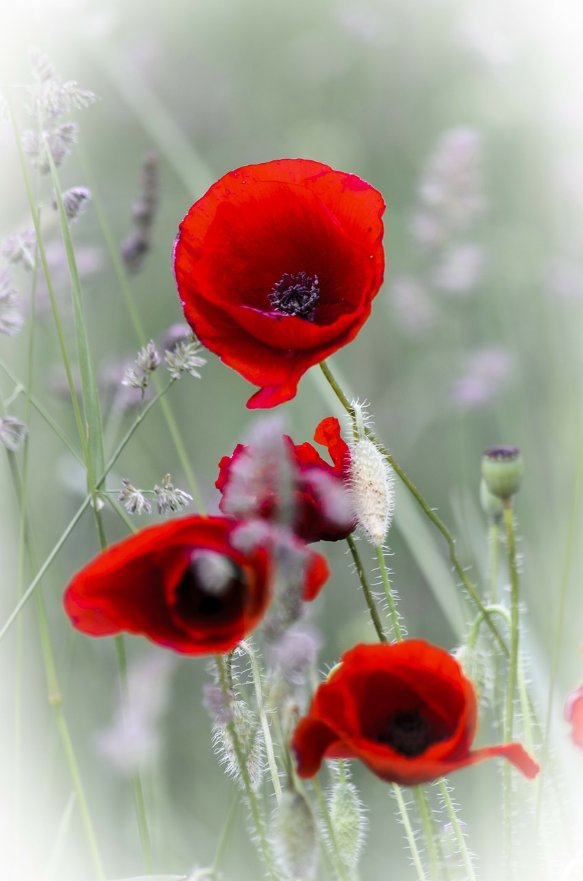 poppy red summer free photo