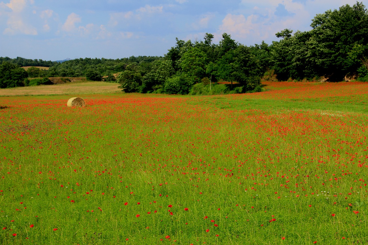 poppy fields landscape free photo