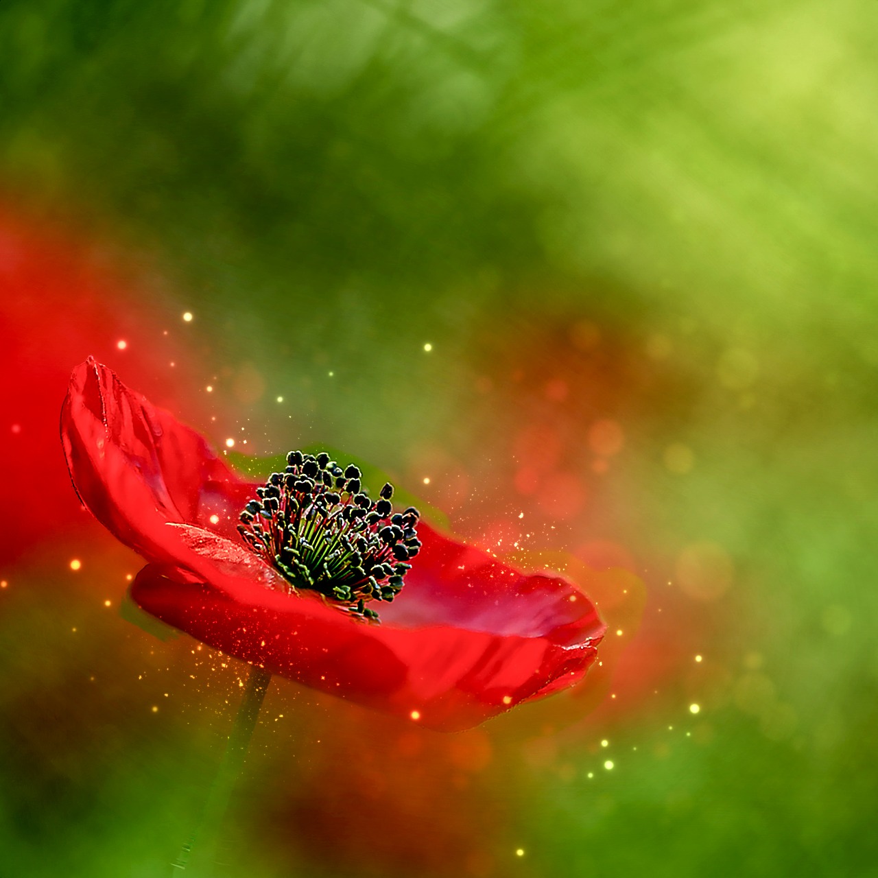 poppy red flower free photo