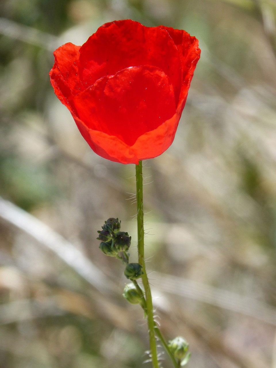 poppy ababol rosella free photo