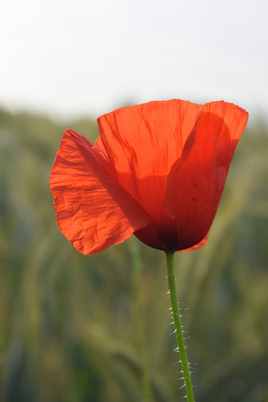 poppy  flower  plant free photo