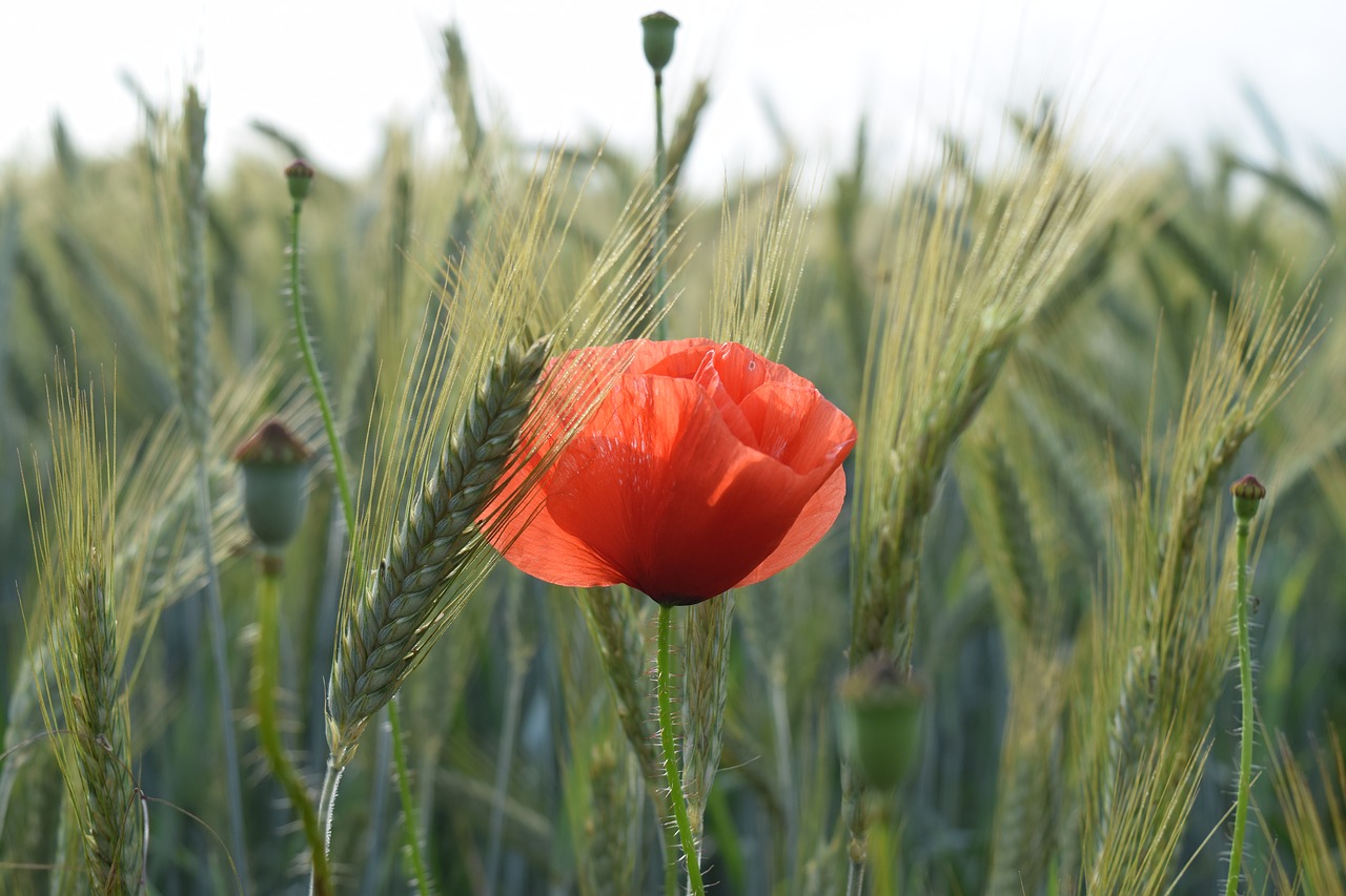 poppy  wheat  field free photo