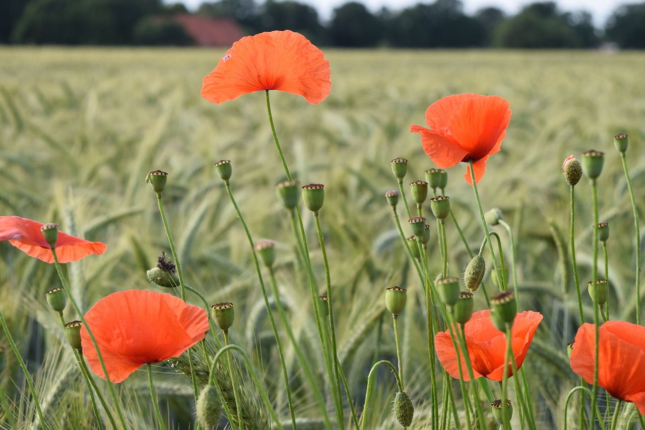 poppy  flower  nature free photo