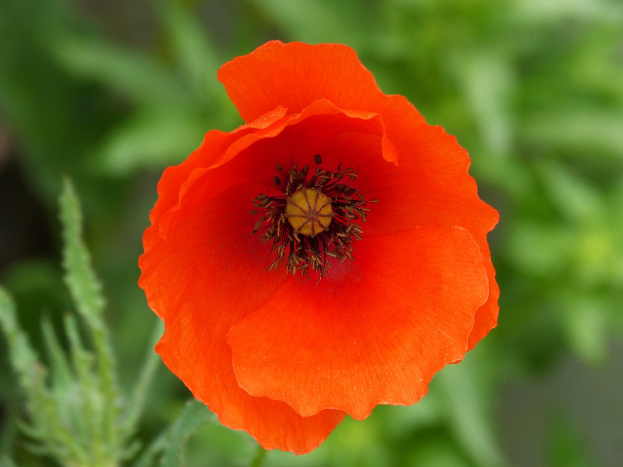 poppy  ababol  rosella free photo