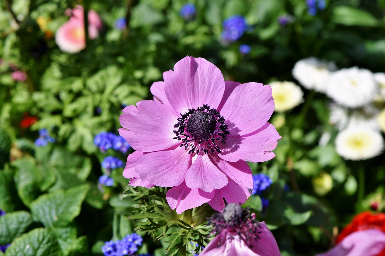 poppy  mohngewaechs  blossom free photo