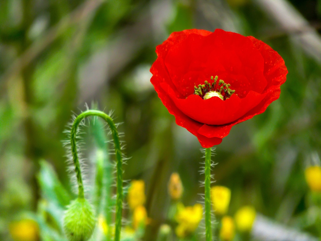 poppy  papaver rhoeas l  flower free photo