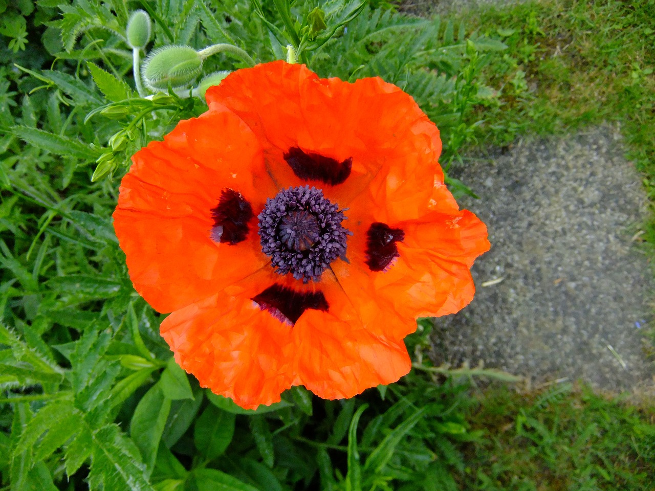 poppy blossom bloom free photo