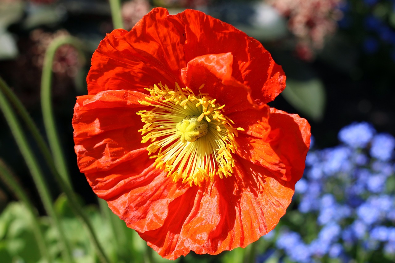 poppy  poppy flower  spring free photo