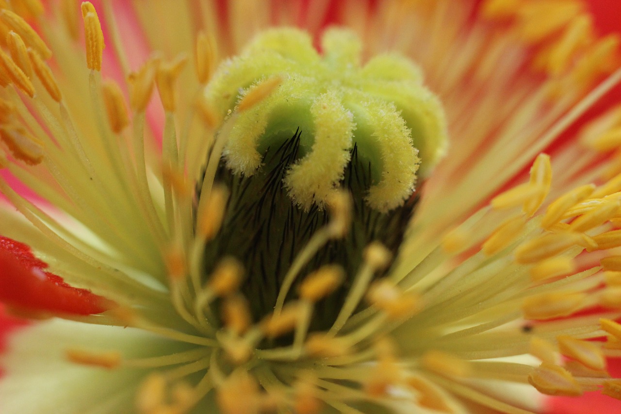 poppy blossom bloom free photo