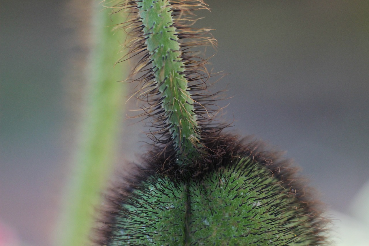 poppy bud plant free photo