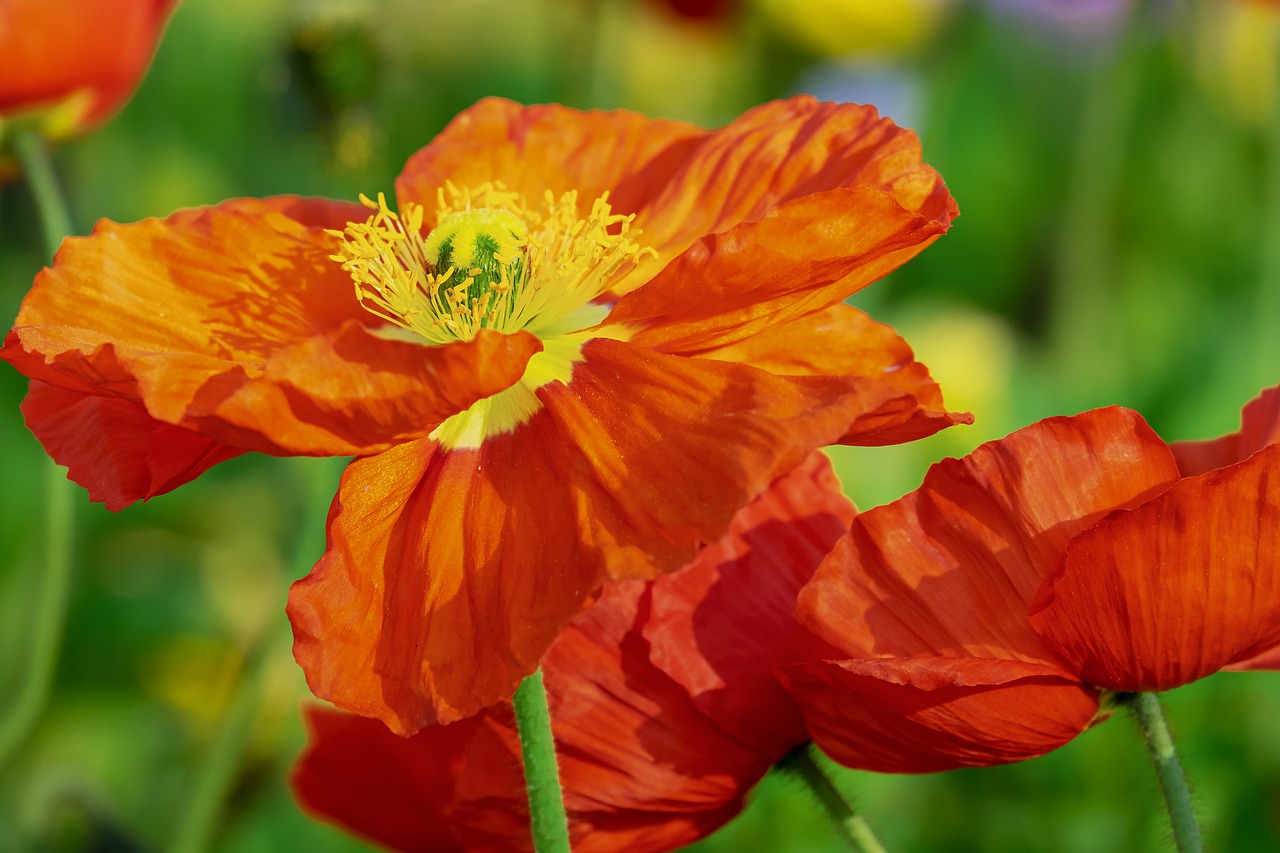 poppy  flower  klatschmohn free photo