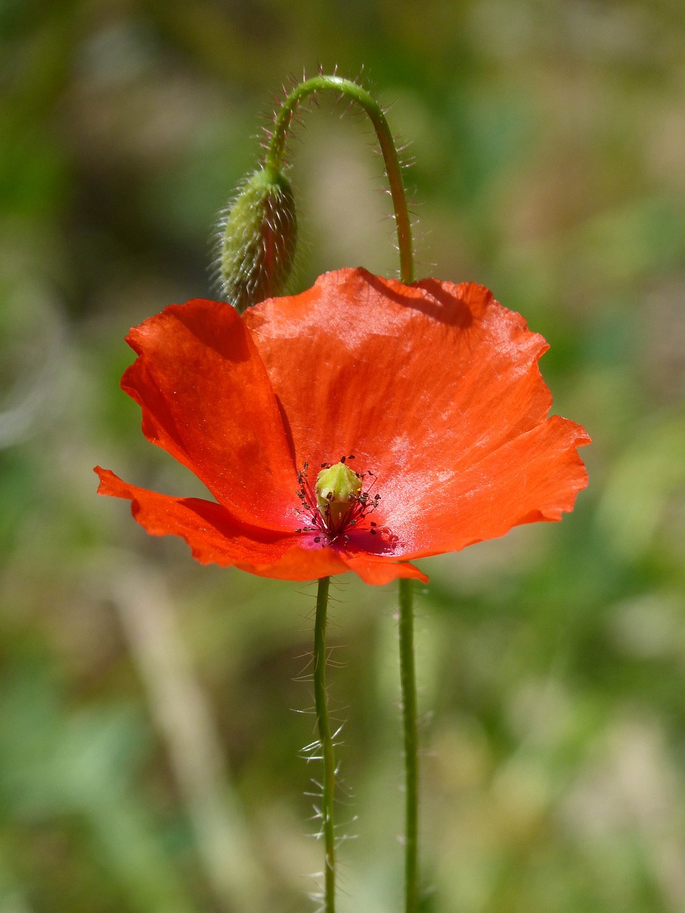 poppy  ababol  nature free photo