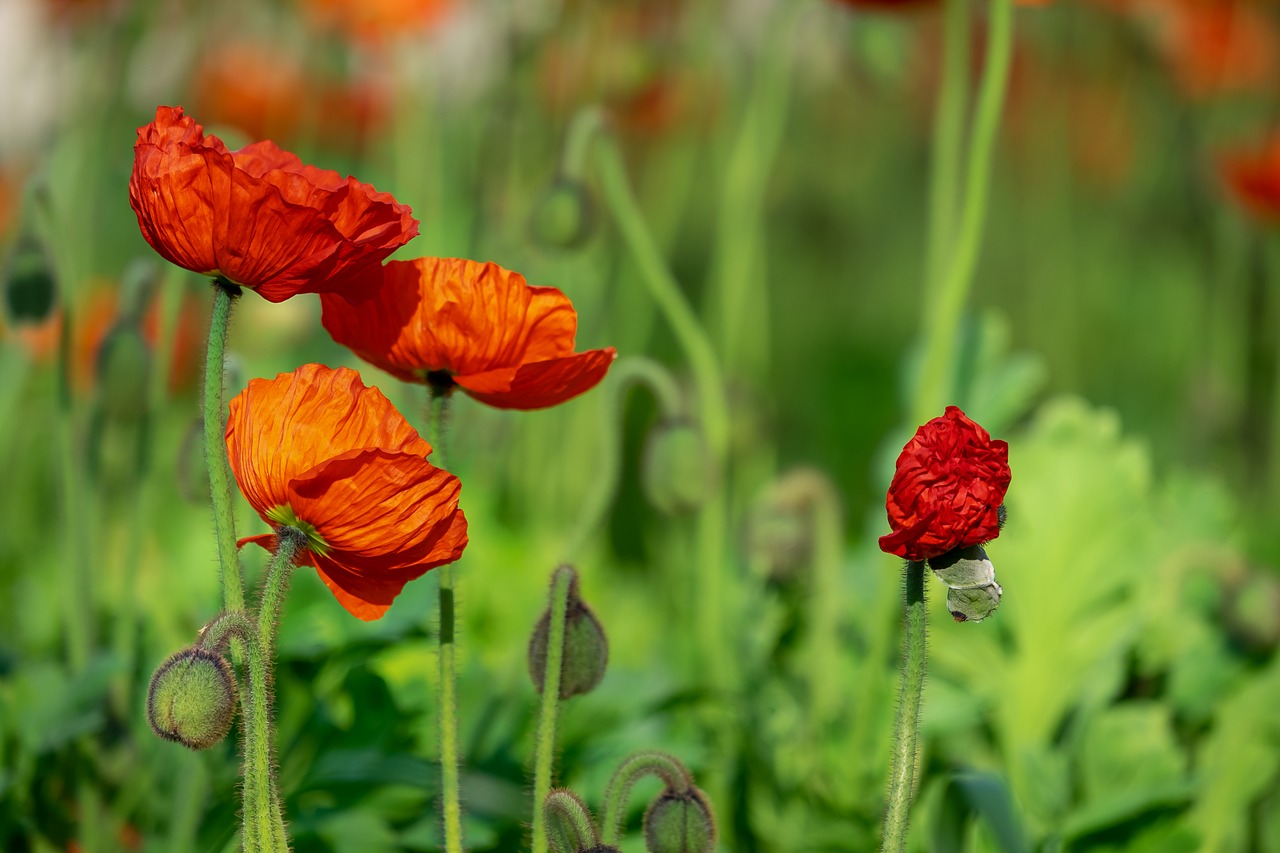 poppy  flower  klatschmohn free photo