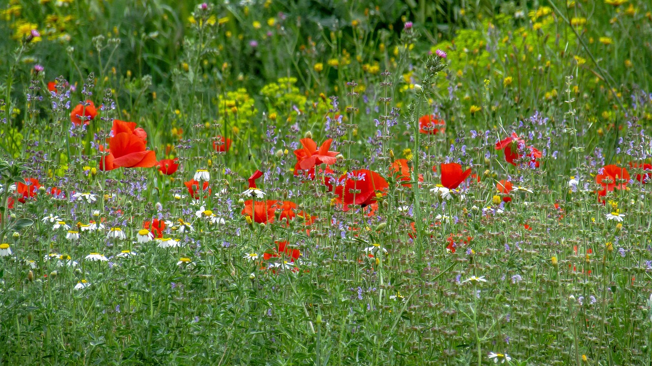 poppy  flower  papaverales free photo