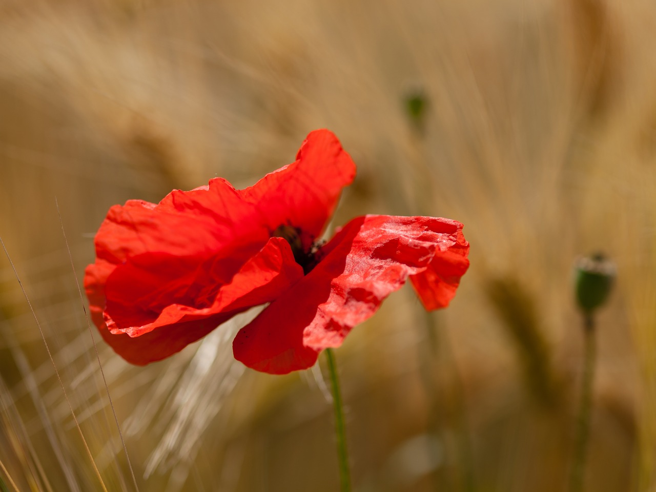 poppy  flower  nature free photo