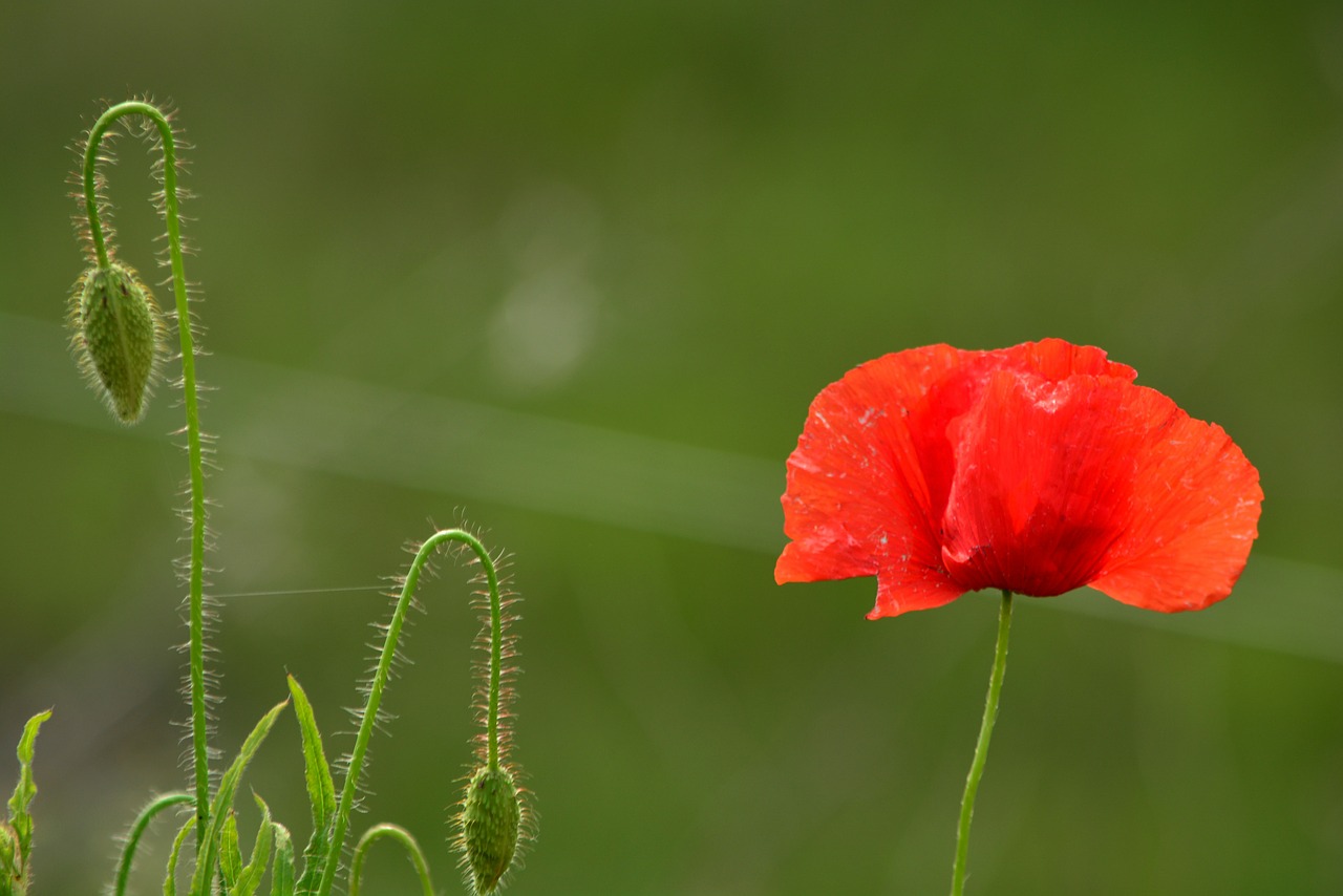 poppy flower summer free photo