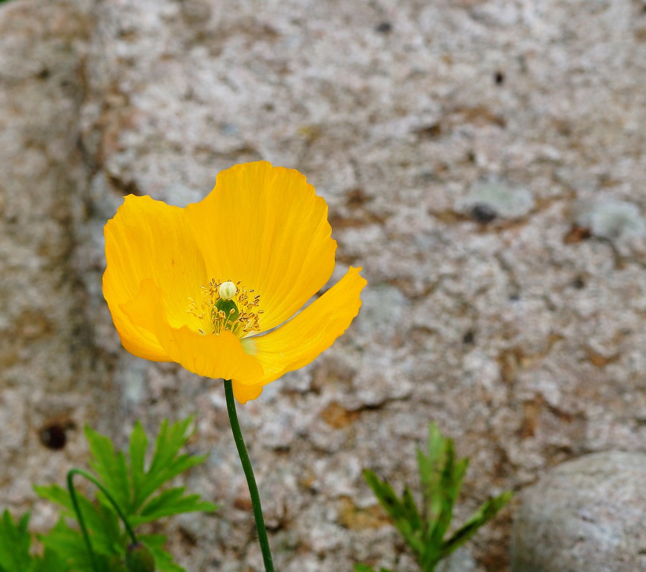 poppy flower blossom free photo