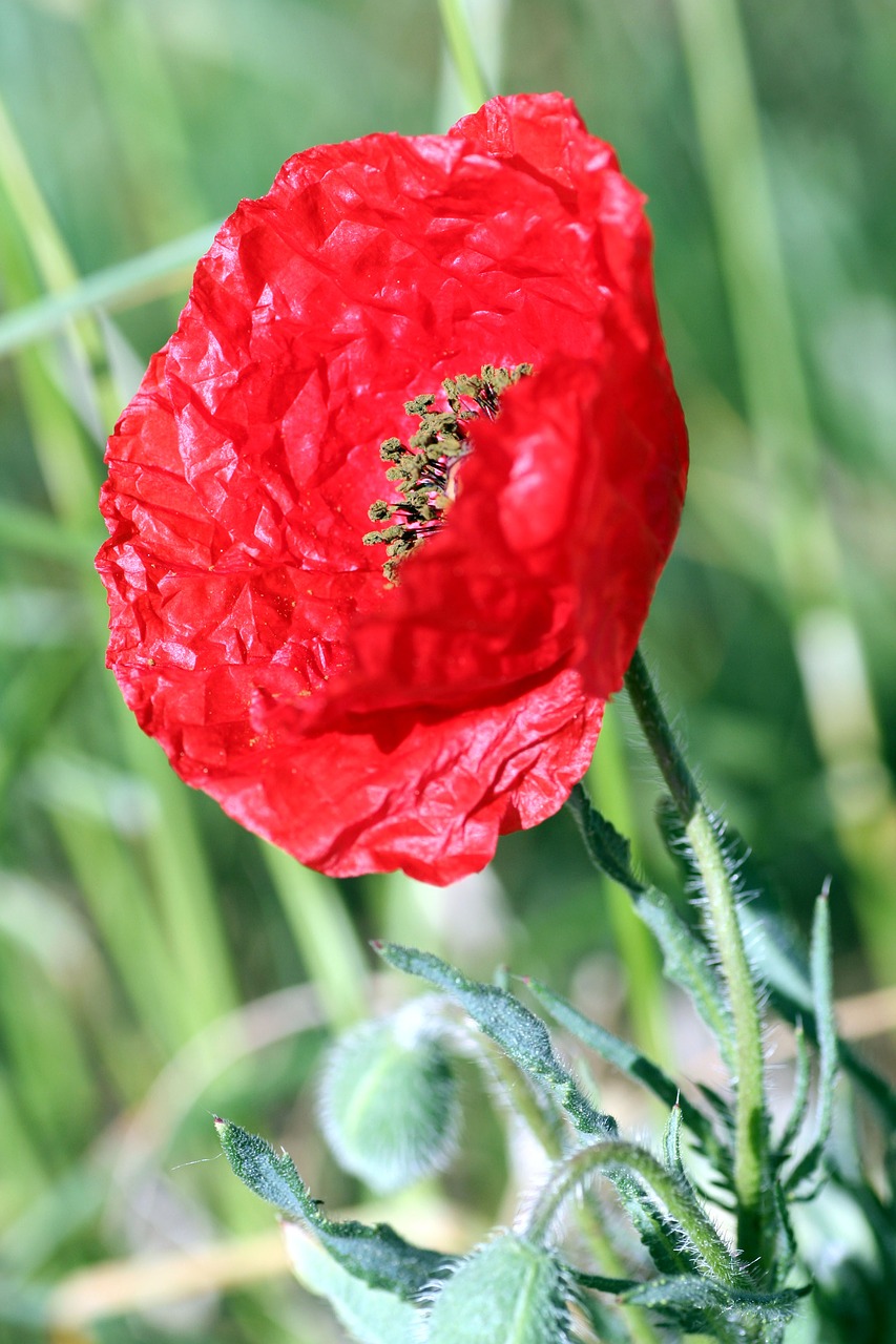 poppy  hatching  red free photo