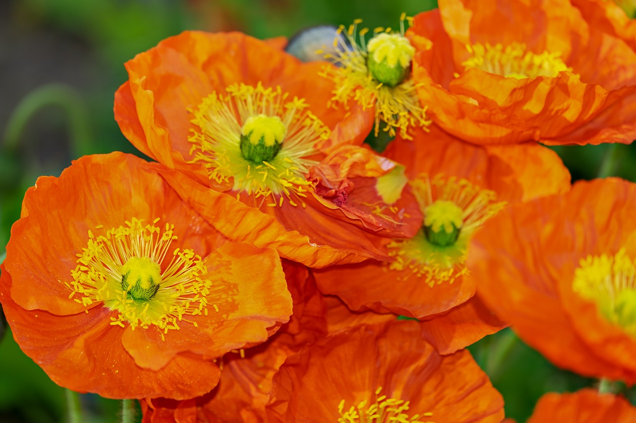 poppy  flower  klatschmohn free photo