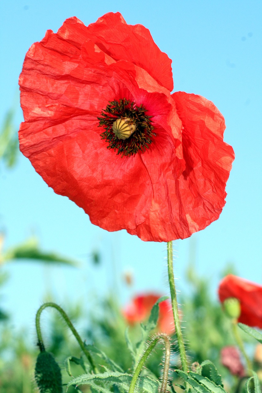 poppy  flower  red free photo