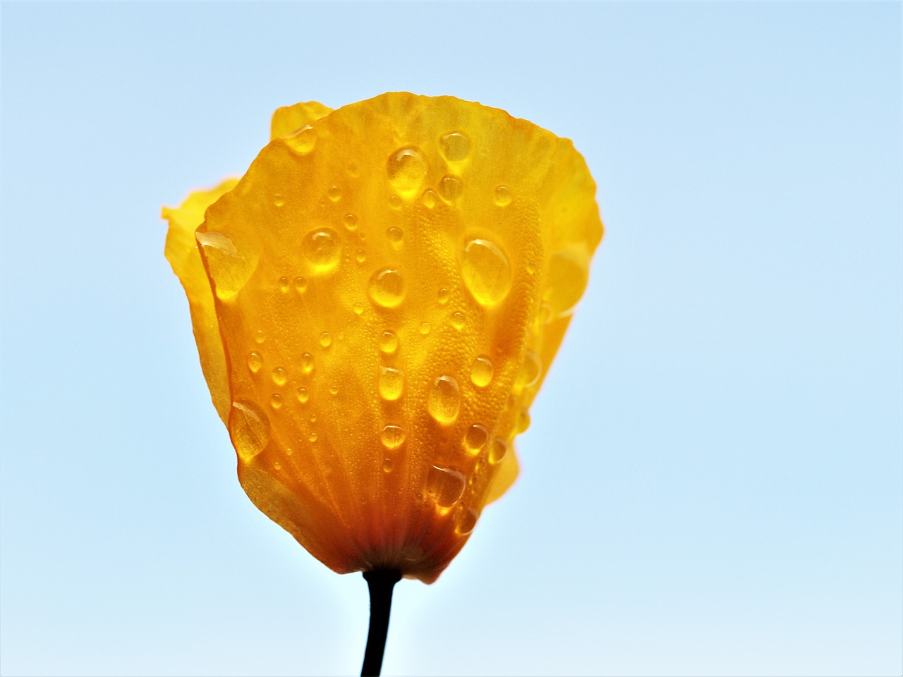 poppy  yellow  rain free photo