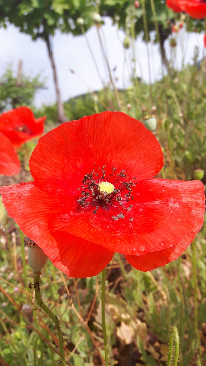 poppy  red flowers  nature free photo