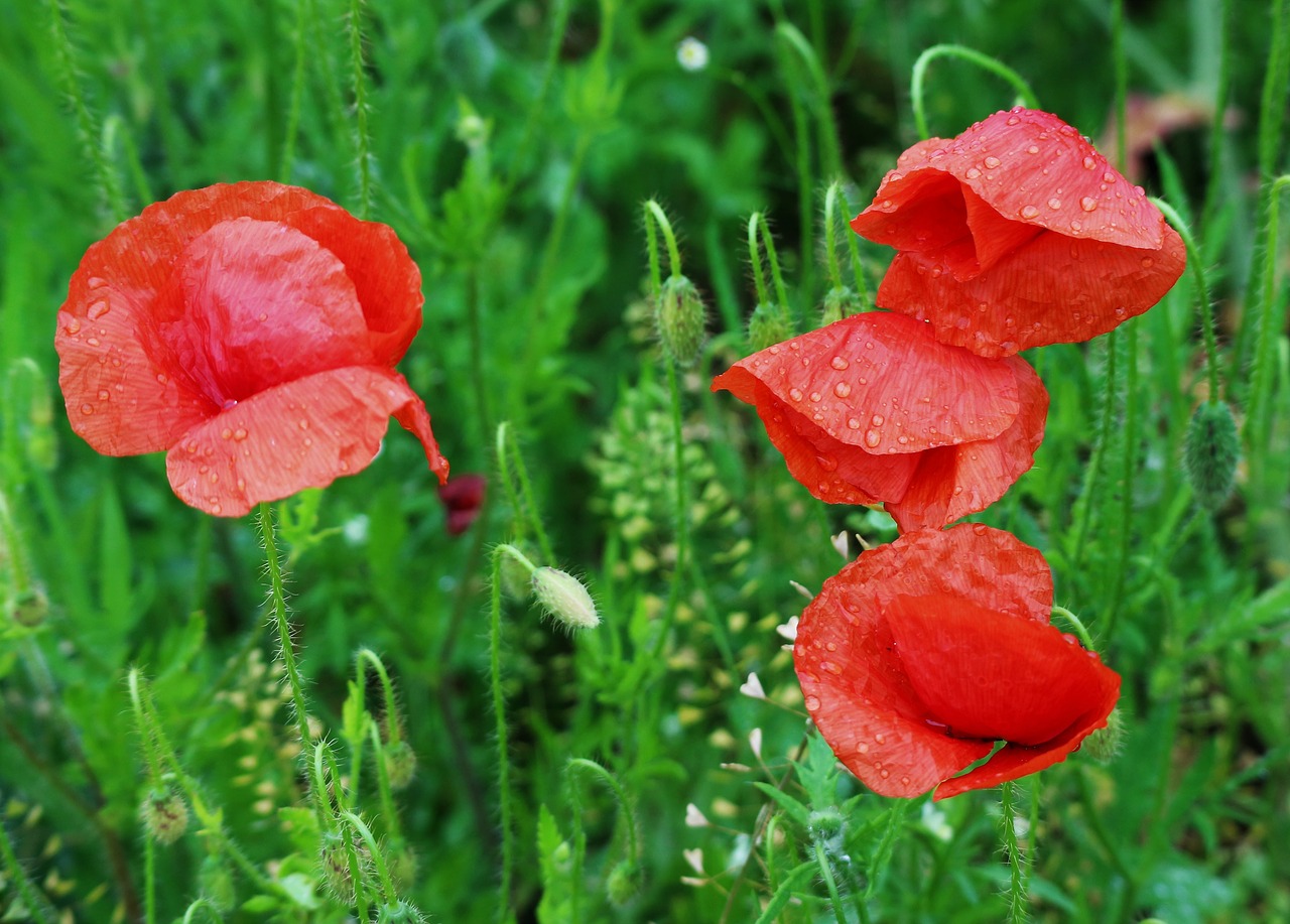 poppy  green  rain drops free photo