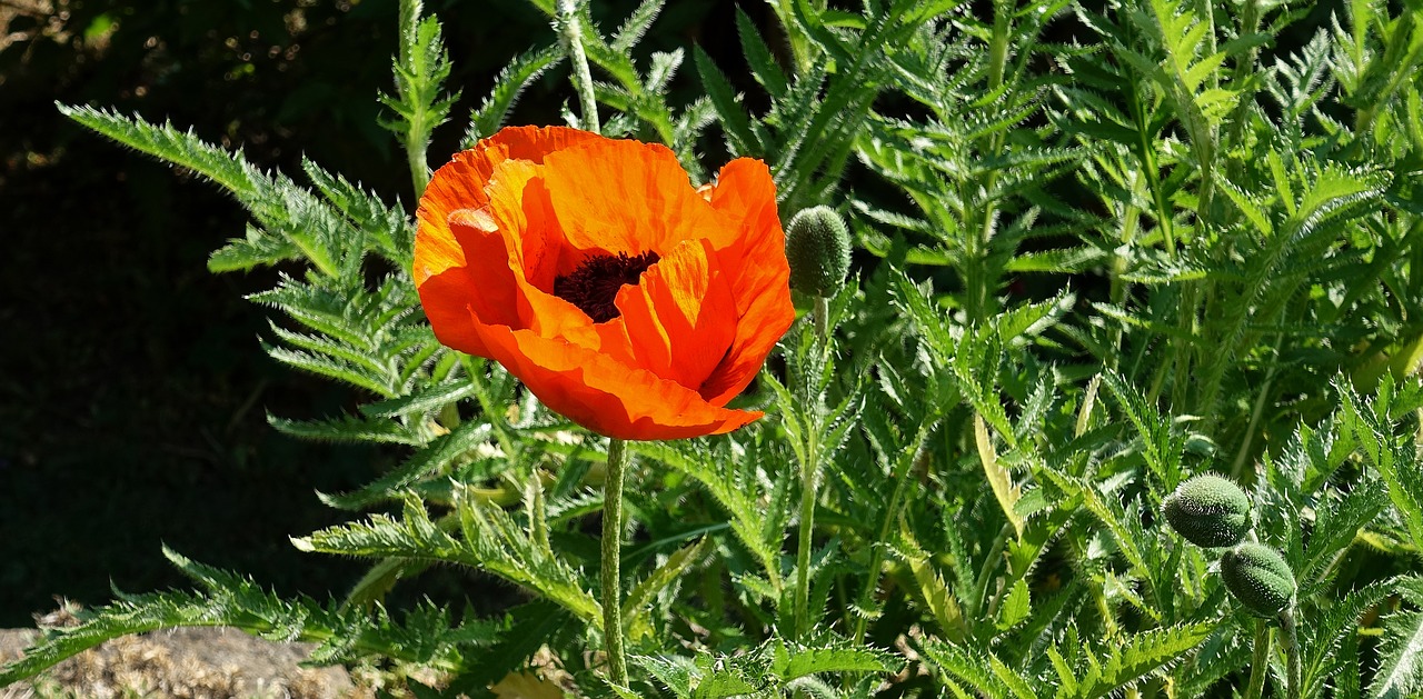 poppy  garden  orange free photo