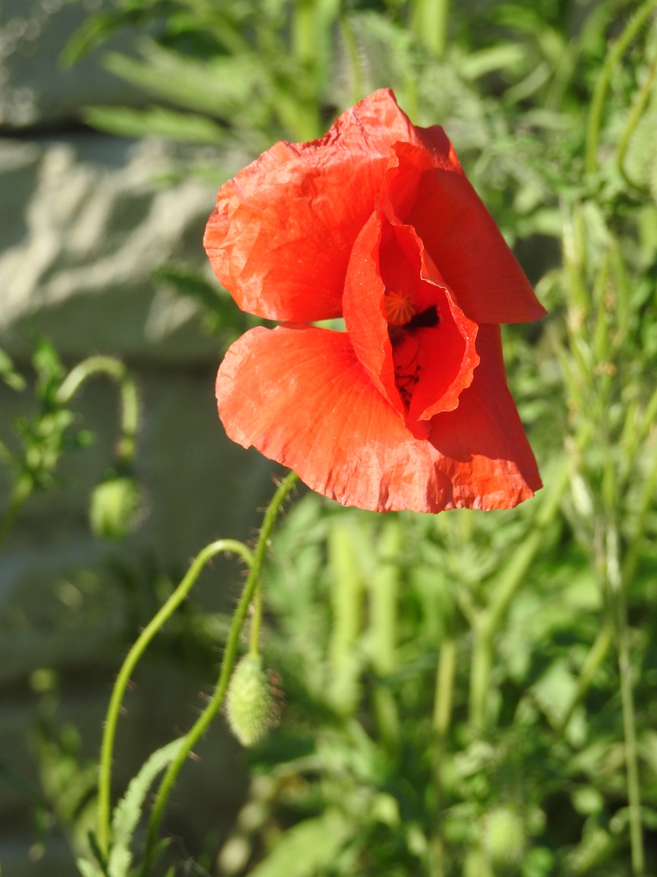 poppy  a flower of the field  blooming poppies free photo