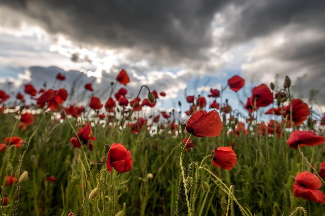 poppy  poppy field  flower free photo