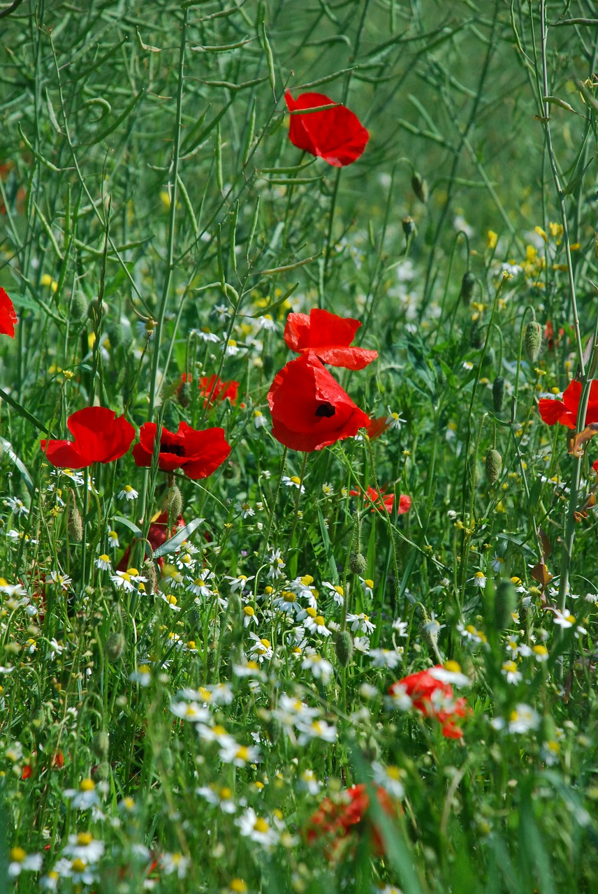 poppy  blossom  bloom free photo