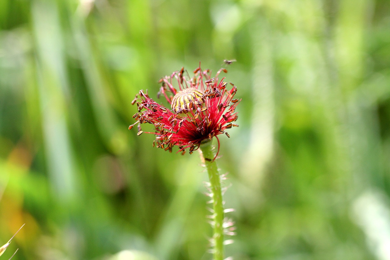 poppy  pistil  botany free photo