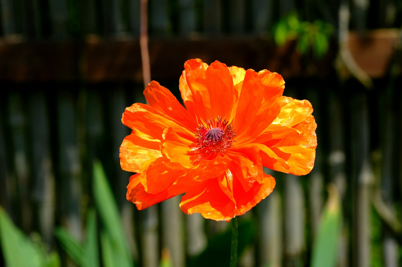 poppy  flower  poppy flower free photo