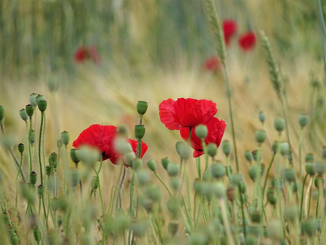 poppy  meadow  nature free photo