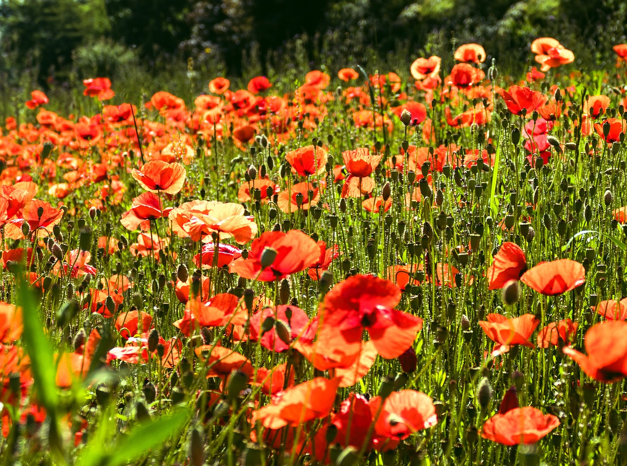 poppy  poppy flower  field of poppies free photo