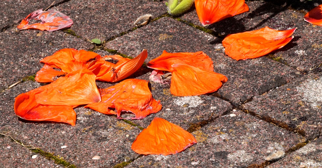 poppy  flowers  faded free photo