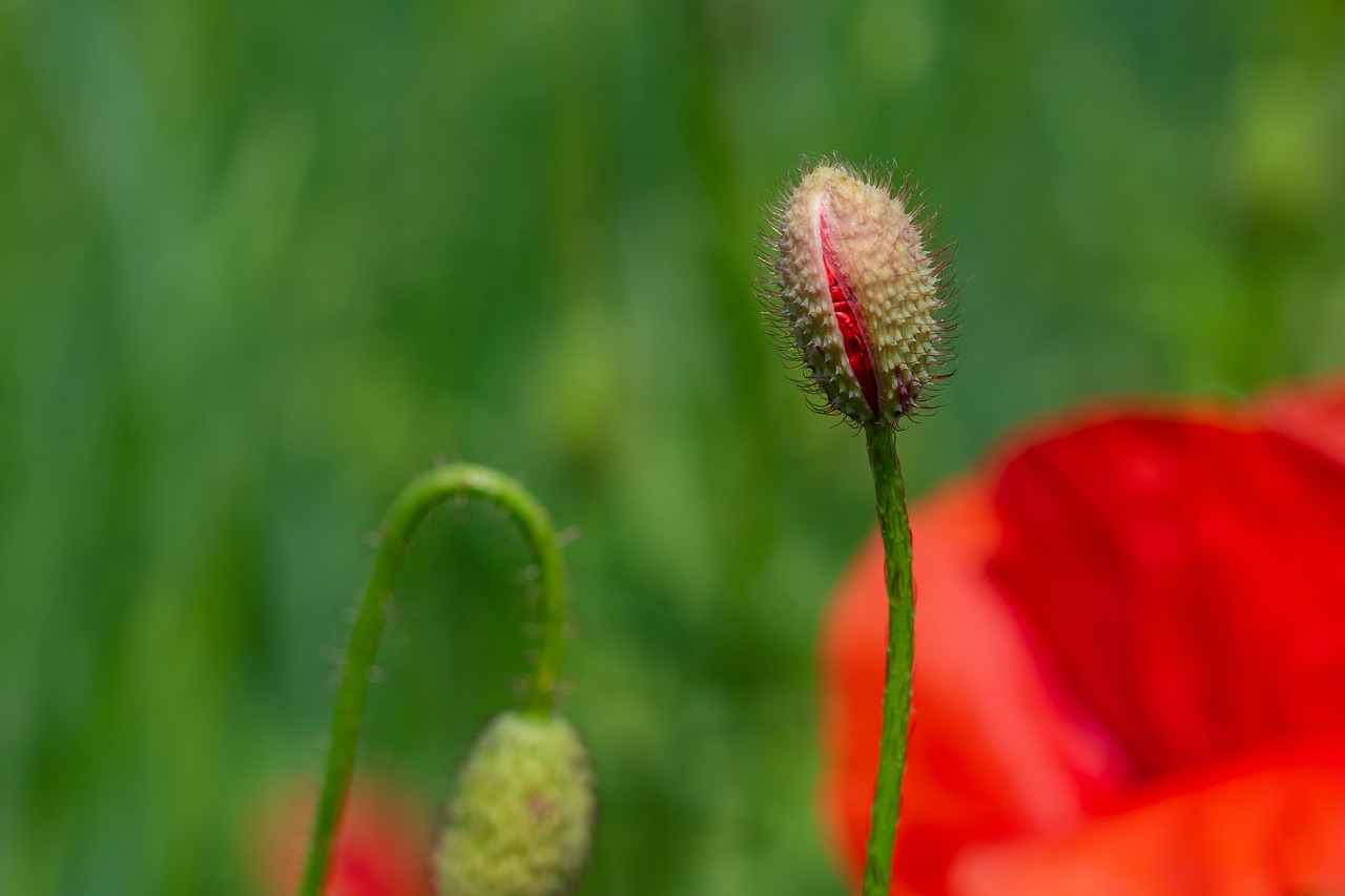 poppy  klatschmohn  bud free photo