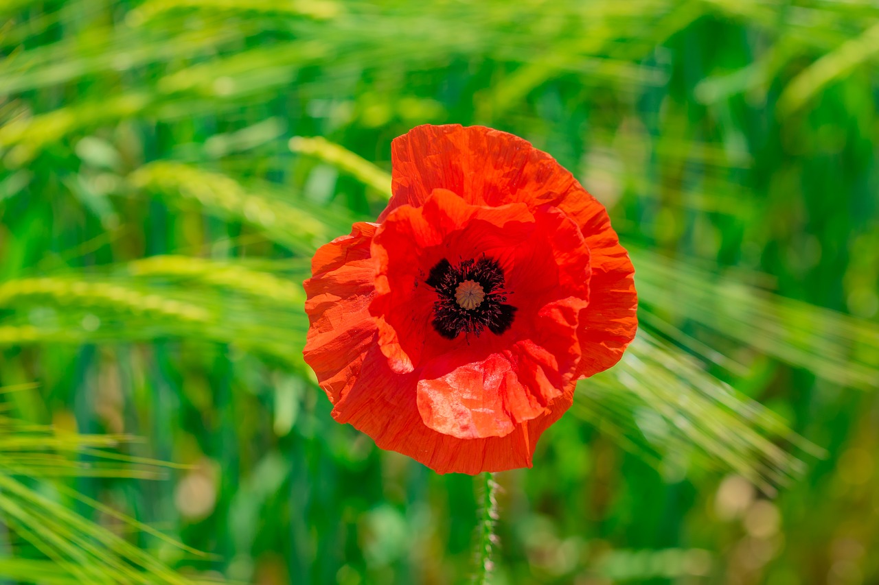 poppy  klatschmohn  blossom free photo