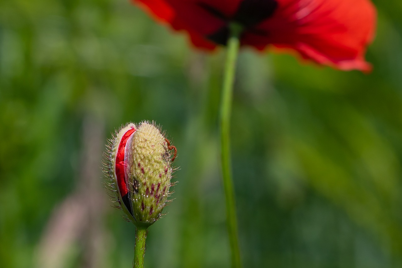 poppy  klatschmohn  bud free photo