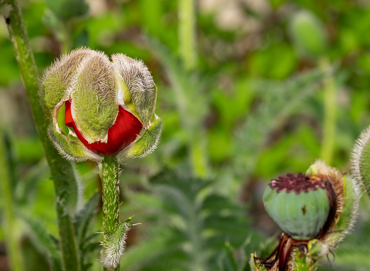 poppy  blossom  bloom free photo