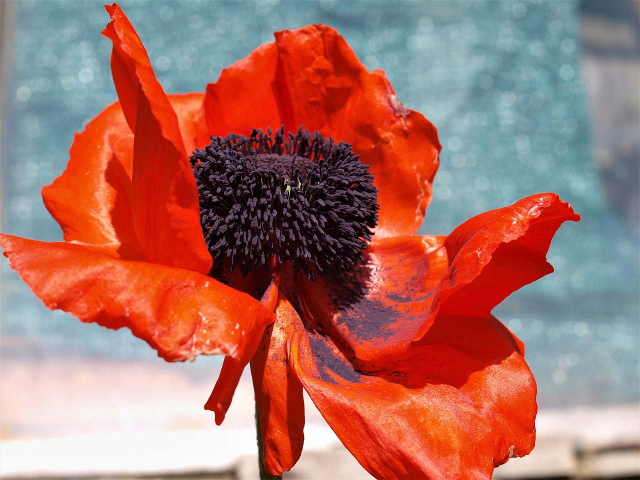 poppy  flower  petals free photo