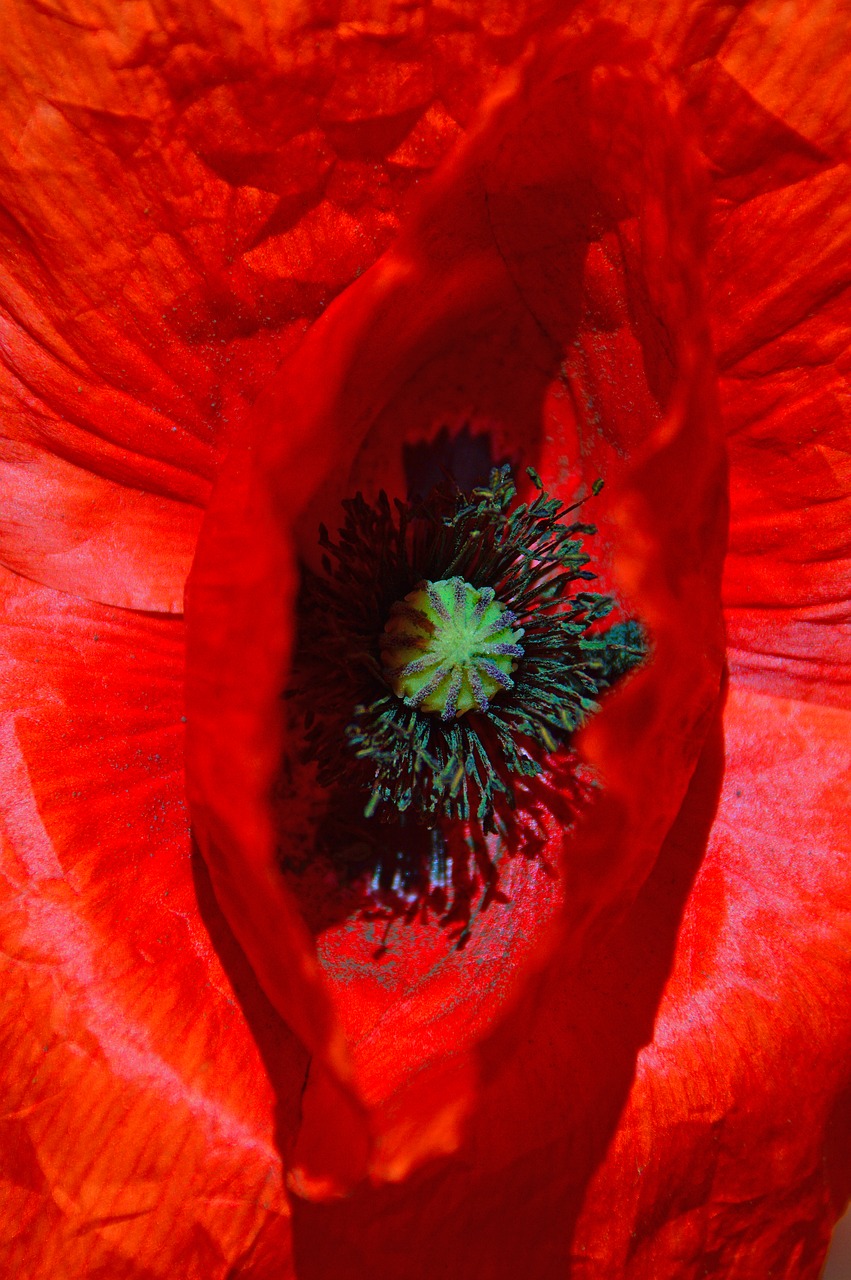 poppy  red  summer flower free photo